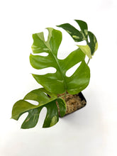 Load image into Gallery viewer, Rhaphidophora Tetrasperma Variegated