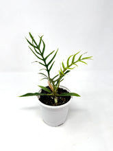 Load image into Gallery viewer, Philodendron Tortum 4”