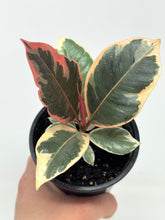 Load image into Gallery viewer, Ficus Elastica Ruby