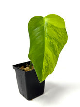 Load image into Gallery viewer, Monstera Deliciosa Aurea Variegated B