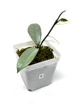 Load image into Gallery viewer, Hoya Wilbur Graves Silver B
