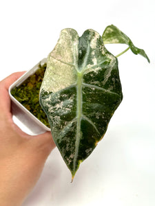 Alocasia Amazonica Variegated C