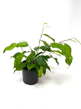 Load image into Gallery viewer, Ficus Benjamina ‘Little Leaf’