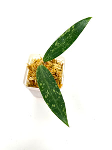 Hoya cv. Pascal