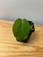 Load image into Gallery viewer, 64. Amydrium Medium