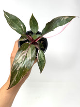 Load image into Gallery viewer, Philodendron Pink Princess