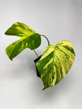 Load image into Gallery viewer, Monstera Deliciosa Aurea Variegated A
