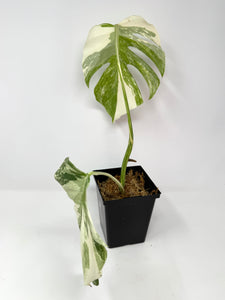 Monstera Deliciosa Albo Variegated B
