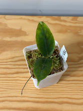 Load image into Gallery viewer, 158. Hoya Inflata
