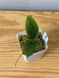 158. Hoya Inflata