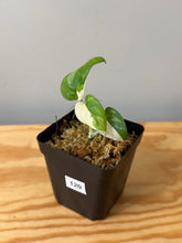 Load image into Gallery viewer, 120. Monstera Adansonii Albo Variegated (juvenile)