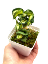 Load image into Gallery viewer, Hoya Carnosa Compacta Variegated (Mauna Loa)