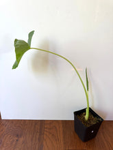 Load image into Gallery viewer, Alocasia Maccrorhiza Variegated C