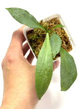 Load image into Gallery viewer, Hoya Nicolsoniae New Guinea Ghost