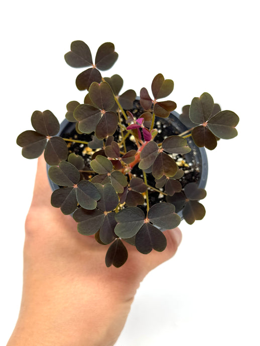 Oxalis ‘Plum Crazy' (Ships within Canada only)