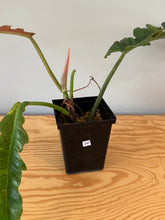 Load image into Gallery viewer, 281. Philodendron Ring of Fire