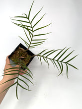 Load image into Gallery viewer, Philodendron Tortum