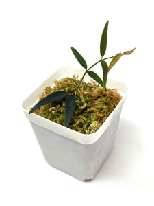 Hoya Oligantha