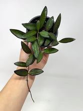 Load image into Gallery viewer, Hoya Rosita