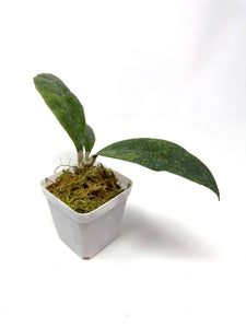 Hoya Lambii Silver E
