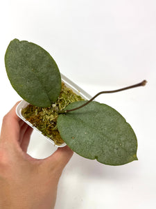 Hoya Mitrata Silver E