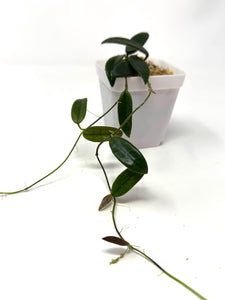 Hoya Lyi