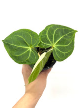 Load image into Gallery viewer, Anthurium Clarinervium 4”