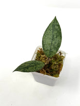 Load image into Gallery viewer, Hoya Lambii Silver B