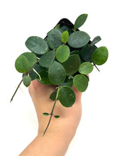 Load image into Gallery viewer, Hoya Mathilde