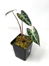 Load image into Gallery viewer, Alocasia Bambino Variegated A