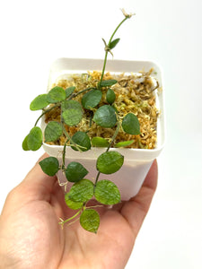 Dischidia Hirsuta
