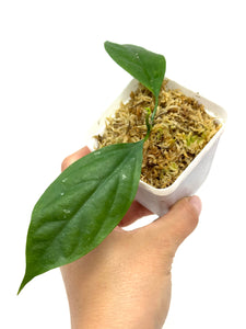 Hoya Praetorii