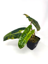 Load image into Gallery viewer, Philodendron Billietiae Variegated C