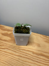 Load image into Gallery viewer, 1. Hoya Carnosa ‘Grey Ghost’