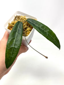 Hoya Hypolasia