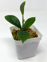 Load image into Gallery viewer, Hoya Magnifica