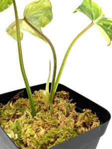 Philodendron Gloriosum Variegated A