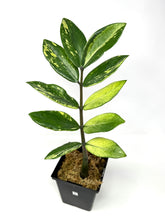 Load image into Gallery viewer, Zamioculcas Zamiifolia Variegated “ZZ” E