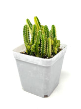 Load image into Gallery viewer, Acanthocereus Tetragonus ‘Fairy Castle Cactus’ Variegated (Ships within Canada only)