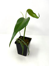 Load image into Gallery viewer, Philodendron Burle Marx Flame F