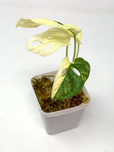Load image into Gallery viewer, Monstera Adansonii Variegated A