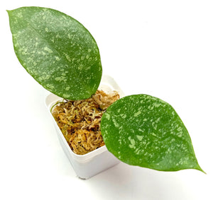 Big Leaf Hoya Bundle