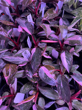 Load image into Gallery viewer, Philodendron Pink Princess
