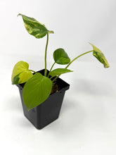 Load image into Gallery viewer, Homalomena Rubescens Variegated A