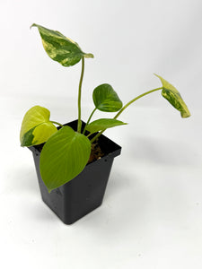 Homalomena Rubescens Variegated A