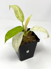 Load image into Gallery viewer, Philodendron Whipple Way B