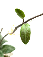 Load image into Gallery viewer, Hoya Carnosa Grey Ghost C