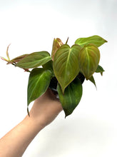 Load image into Gallery viewer, Philodendron Hederaceum ‘Micans’