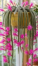 Load image into Gallery viewer, Aporocactus Flagelliformis “Rat Tail Cactus”