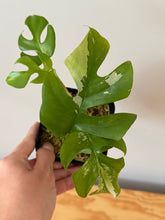 Load image into Gallery viewer, 23. Rhaphidophora Tetrasperma Variegated